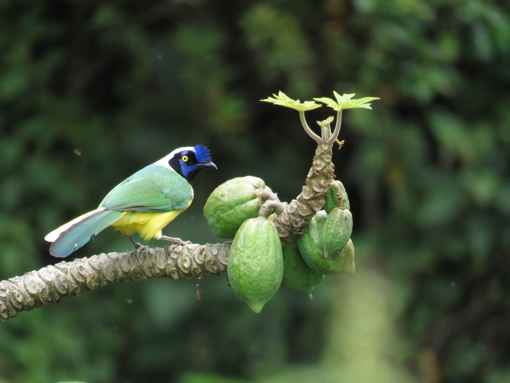 La Cabana Ecohotel - Valle Del Cocora ซาเลนโต ภายนอก รูปภาพ